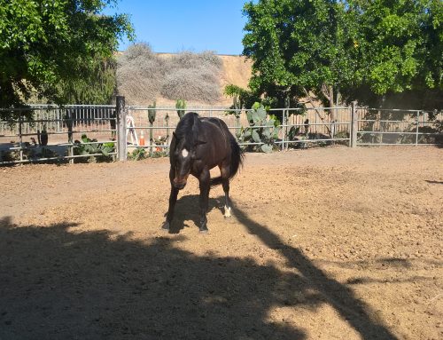 The Rugged Splendor of Historic Trails